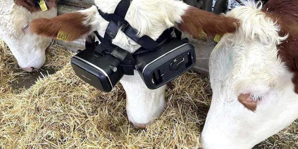 Mucche e realtà virtuale in Turchia